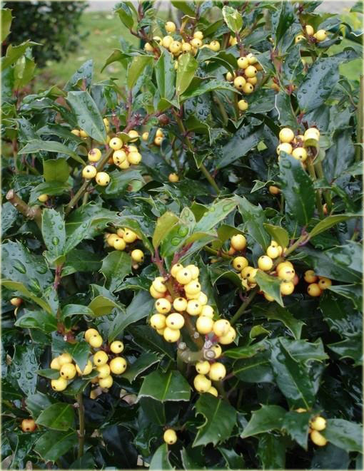 Ostrokrzew Golden Girl Ilex maserveae Golden Girl