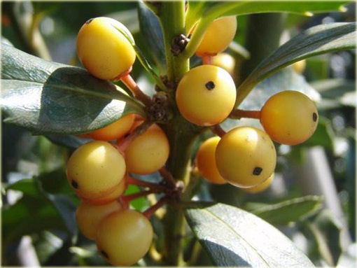 Ostrokrzew Golden Girl Ilex maserveae Golden Girl