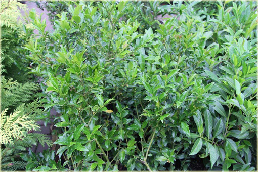 Ostrokrzew Golden Girl Ilex maserveae Golden Girl