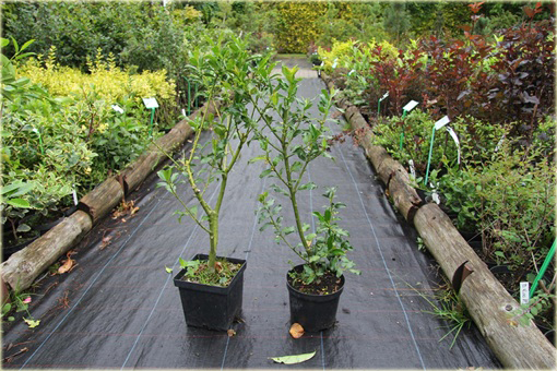 Ostrokrzew Golden Girl Ilex maserveae Golden Girl