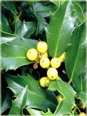 Ostrokrzew Golden Girl Ilex maserveae Golden Girl