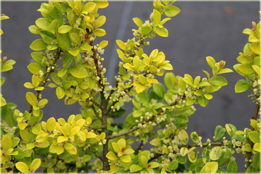 Ostrokrzew karbowanolistny Golden Gem Ilex crenata