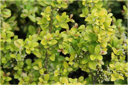 Ostrokrzew karbowanolistny Golden Gem Ilex crenata