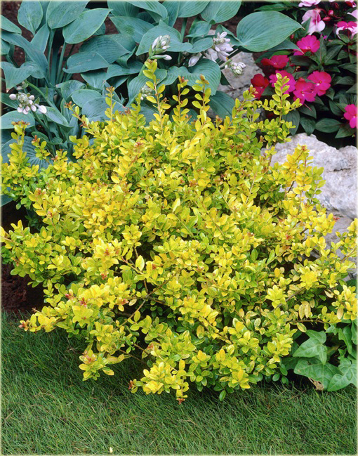 Ostrokrzew karbowanolistny Golden Gem Ilex crenata