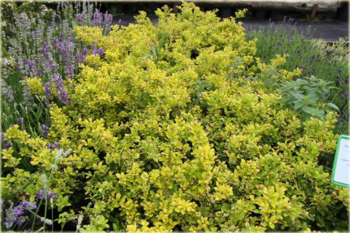 Ostrokrzew karbowanolistny Golden Gem Ilex crenata