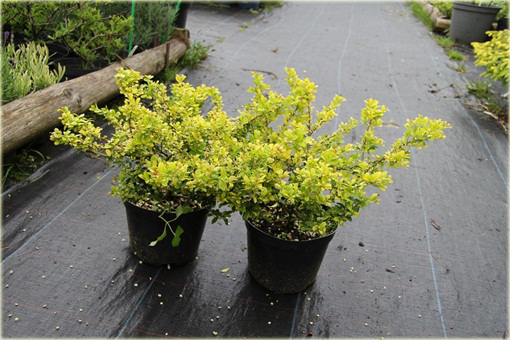Ostrokrzew karbowanolistny Golden Gem Ilex crenata
