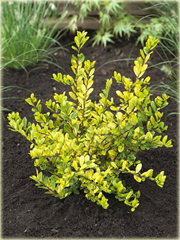 Ostrokrzew karbowanolistny Golden Gem Ilex crenata