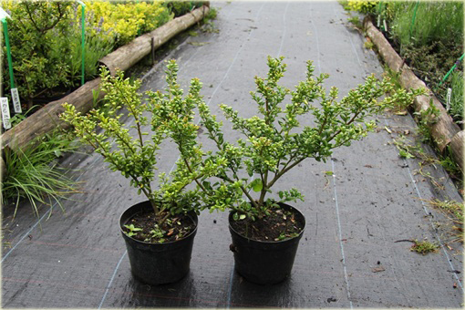 Ostrokrzew karbowany Ilex crenata