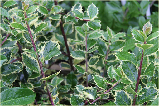 Ostrokrzew kolczasty Argentea Marginata Ilex aquifolium
