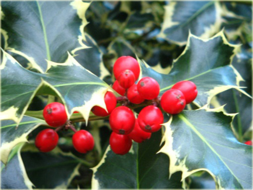 Ostrokrzew kolczasty Argentea Marginata Ilex aquifolium