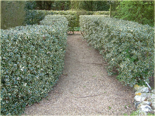 Ostrokrzew kolczasty Argentea Marginata Ilex aquifolium