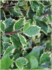 Ostrokrzew kolczasty Argentea Marginata Ilex aquifolium