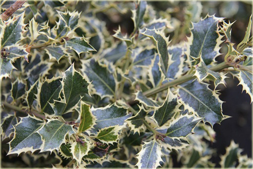 Ostrokrzew kolczasty Golden van Tol Ilex aquifolium