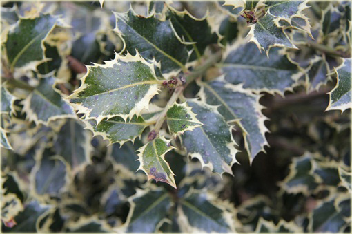 Ostrokrzew kolczasty Golden van Tol Ilex aquifolium