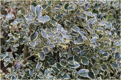 Ostrokrzew kolczasty Golden van Tol Ilex aquifolium