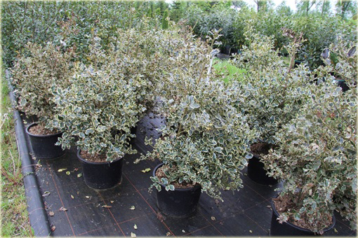 Ostrokrzew kolczasty Golden van Tol Ilex aquifolium