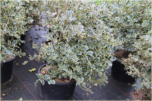 Ostrokrzew kolczasty Golden van Tol Ilex aquifolium