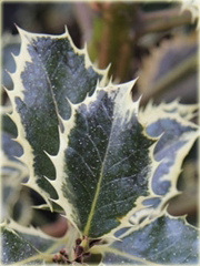 Ostrokrzew kolczasty Golden van Tol Ilex aquifolium