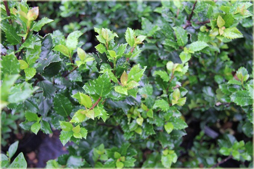 Ostrokrzew Meservy Blue Angel Ilex meserveae Blue Angel