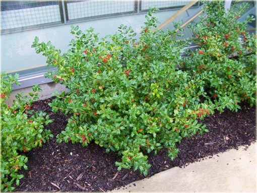 Ostrokrzew Meservy Blue Angel Ilex meserveae Blue Angel