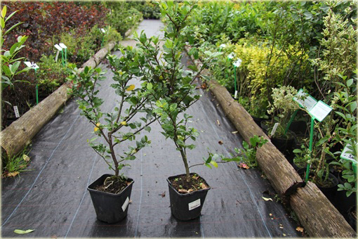 Ostrokrzew Meservy Blue Angel Ilex meserveae Blue Angel