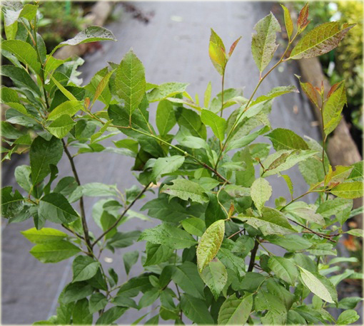 Ostrokrzew okółkowy Ilex verticillata