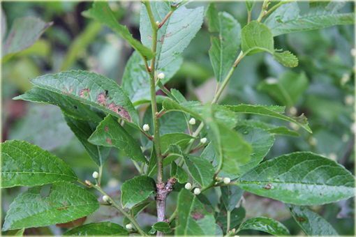 Ostrokrzew okółkowy Ilex verticillata