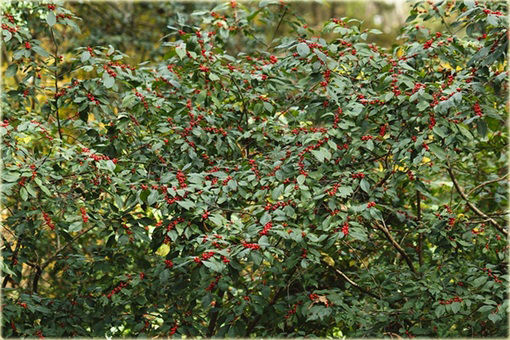 Ostrokrzew okółkowy Ilex verticillata
