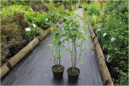 Ostrokrzew okółkowy Ilex verticillata