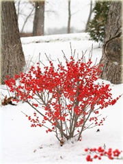 Ostrokrzew okółkowy Ilex verticillata
