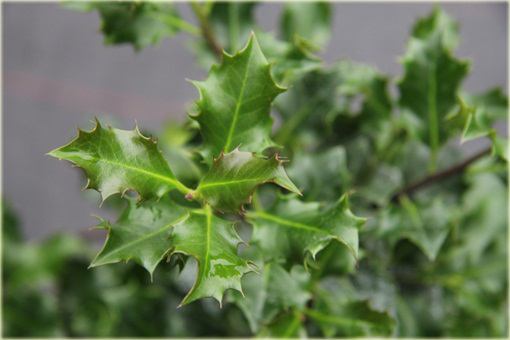 Ostrokrzew zwarty kolczasty Ilex aquifolium