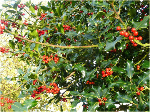 Ostrokrzew zwarty kolczasty Ilex aquifolium