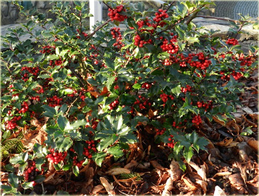 Ostrokrzew zwarty kolczasty Ilex aquifolium