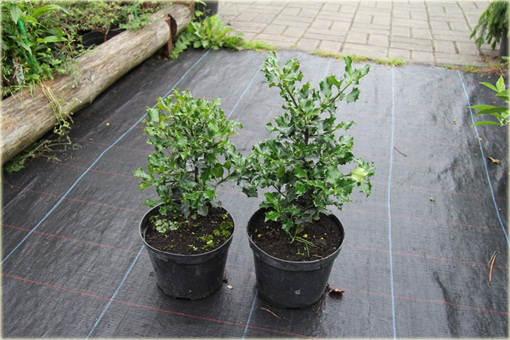 Ostrokrzew zwarty kolczasty Ilex aquifolium