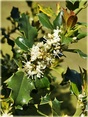 Ostrokrzew zwarty kolczasty Ilex aquifolium