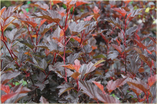 Pęcherznica kalinolistna Center Glow Physocarpus opulifolius