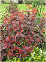 Pęcherznica kalinolistna Center Glow Physocarpus opulifolius