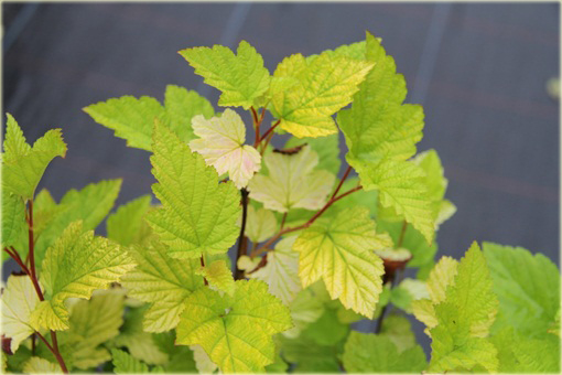 Pęcherznica kalinolistna Darts Gold Physocarpus opulifolius