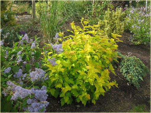 Pęcherznica kalinolistna Darts Gold Physocarpus opulifolius