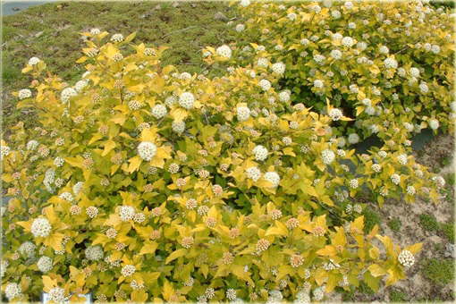 Pęcherznica kalinolistna Darts Gold Physocarpus opulifolius