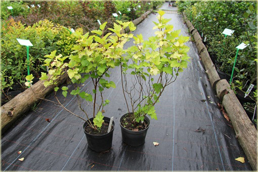Pęcherznica kalinolistna Darts Gold Physocarpus opulifolius