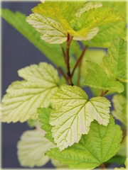 Pęcherznica kalinolistna Darts Gold Physocarpus opulifolius