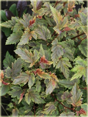 Pęcherznica kalinolistna Kameleon Physocarpus opulifolius Chameleon