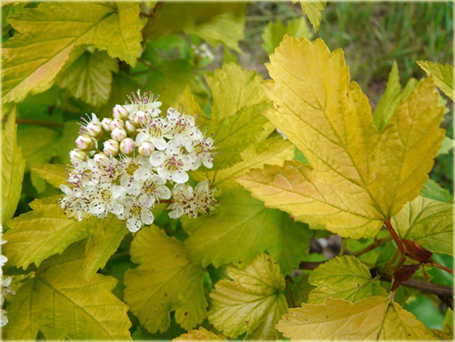Pęcherznica kalinolistna Luteus Physocarpus opulifolius