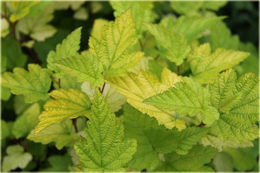 Pęcherznica kalinolistna Luteus Physocarpus opulifolius