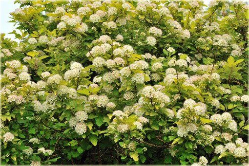 Pęcherznica kalinolistna Luteus Physocarpus opulifolius