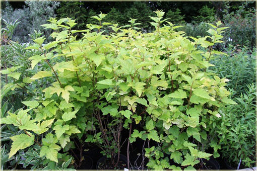 Pęcherznica kalinolistna Luteus Physocarpus opulifolius