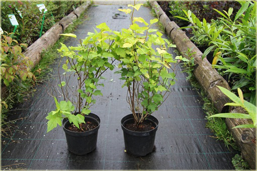 Pęcherznica kalinolistna Luteus Physocarpus opulifolius