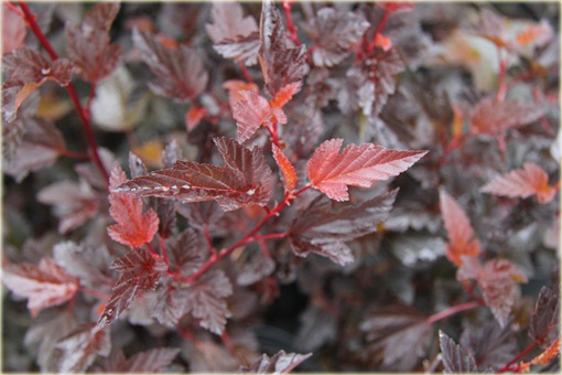 Pęcherznica kalinolistna Physocarpus opulifolius