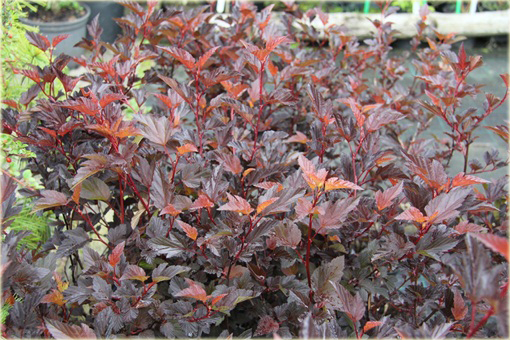 Pęcherznica kalinolistna Physocarpus opulifolius